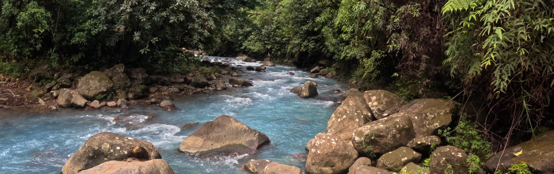 forest in the celeste river free pool